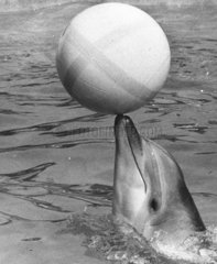 Delphin balanciert Ball