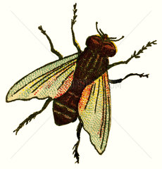 Fliege  Illustration  um 1880