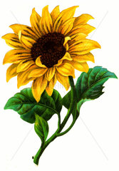 Sonnenblume  Illustration  1895