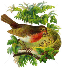 Rotkehlchen  Vogelnest  1876