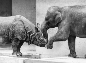 Elefant und Nashorn