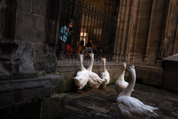 Barcelona (Spain) - Geese in the Cathedral of Santa Eulalia