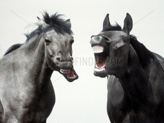 Pferde lachen