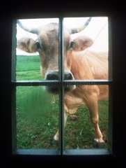 Kuh am Fenster