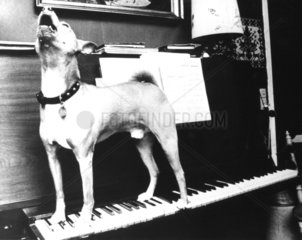 Hund auf Klavier