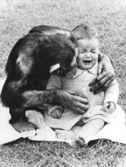 Schimpanse troestet Kind