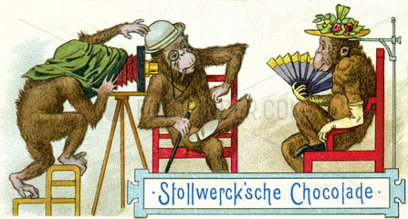 Drei Affen beim Fotografieren  Humor  1898