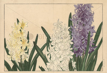 Hyacinth  Hyacinthus orientalis