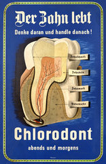 Chlorodont Zahncreme  Werbung  1932