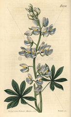 Lee's blue-flowered tree lupin  Lupinus nootkatensis
