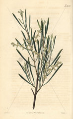Linear leaved acacia  Acacia linearis