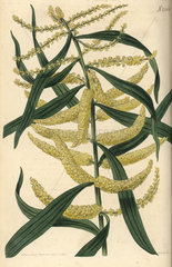 Thick spiked long-leaved acacia  Acacia longifolia