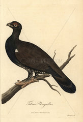 Eurasian black grouse  Tetrao urogallus