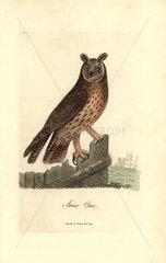 Long-eared owl  Asio otus