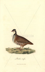 Red-legged or Guernsey partridge  Alectoris rufa