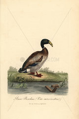 Dutch hookbill duck  Anas boschas var. curvirostra