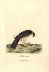 Eurasian sparrowhawk  Accipiter nisus