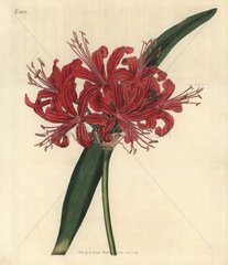 Rose-coloured nerine  Nerine rosea