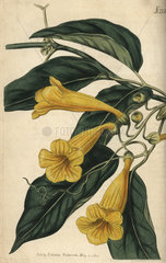 Chamberlayne's trumpet flower  Bignonia chamberlaynii