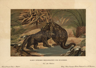 Fight between a megalosaurus and iguanodon.