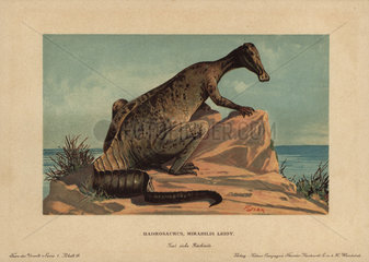 Hadrosaur  extinct genus of ground dwelling herbivore from the Cretaceous.