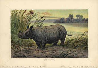 Teleoceras  extinct genus of grazing rhinoceros of the Miocene to early Pliocene epoch.