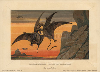 Pterodactylus  extinct genus of pterosaurs or flying dinosaur.