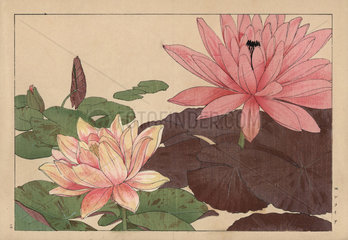 Lotus flower  Nelumbo nucifera