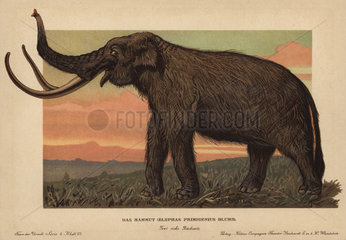 Woolly mammoth  Mammuthus primigenius.