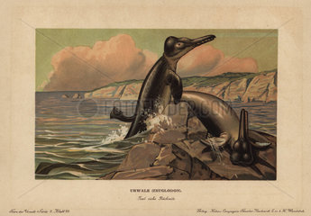 Basilosaurus (Zeuglodon)  extinct genus of cetacean from the Eocene.