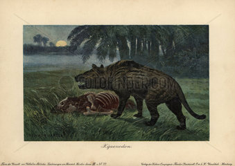 Hyaenodon  extinct genus of carnivorous creodonts.