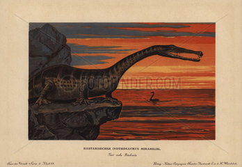Nothosaurus mirabilis  extinct sauropterygian reptile from the Triassic.