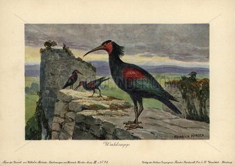 Geronticus balcanicus  ancestral form of the Northern Bald Ibis  Hermit Ibis  or Waldrapp (Geronticus eremita).