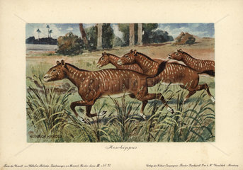 Mesohippus  extinct genus of early horse that lived from the Eocene to Oligocene epoch.