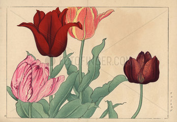 Tulips  Tulipa gesneriana