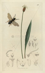 Lasioglossum tricingulum  Long-tongued Melitta bee