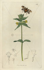 Issus coleoptratus  Variegated Issus plant-hopper