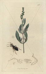 Coranus subapterus  Sea-side Reduvius