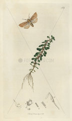 Nonagria vectis  Isle of Wight Wainscot moth