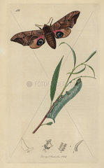 Smerinthus ocellatus  Eyed Hawk-moth and caterpillar