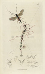Mesochorus sericans  Ichneumon wasp
