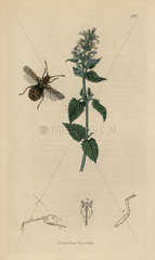 Atractus literatus  Lettered Coreus squash bug