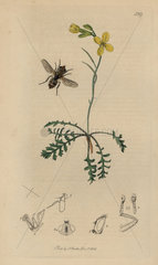 Miltogramma punctata  Beesuef-nest fly