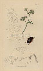 Hygrotus decoratus  Ornamented Hygrotus beetle