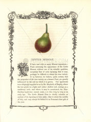 Little Muscat pear  Pyrus communis