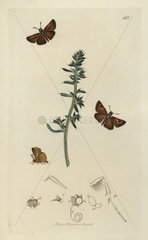 Hesperia actaeon  Lulworth Skipper moth