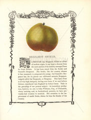 Bergamot Seckle pear  Pyrus communis