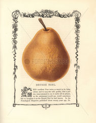 Beurre Diel pear  Pyrus domestica