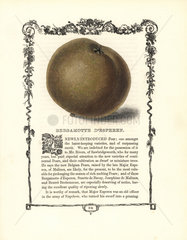 Bergamotte d'Esperen pear  Pyrus communis