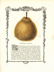 Winter Nelis pear  Pyrus communis